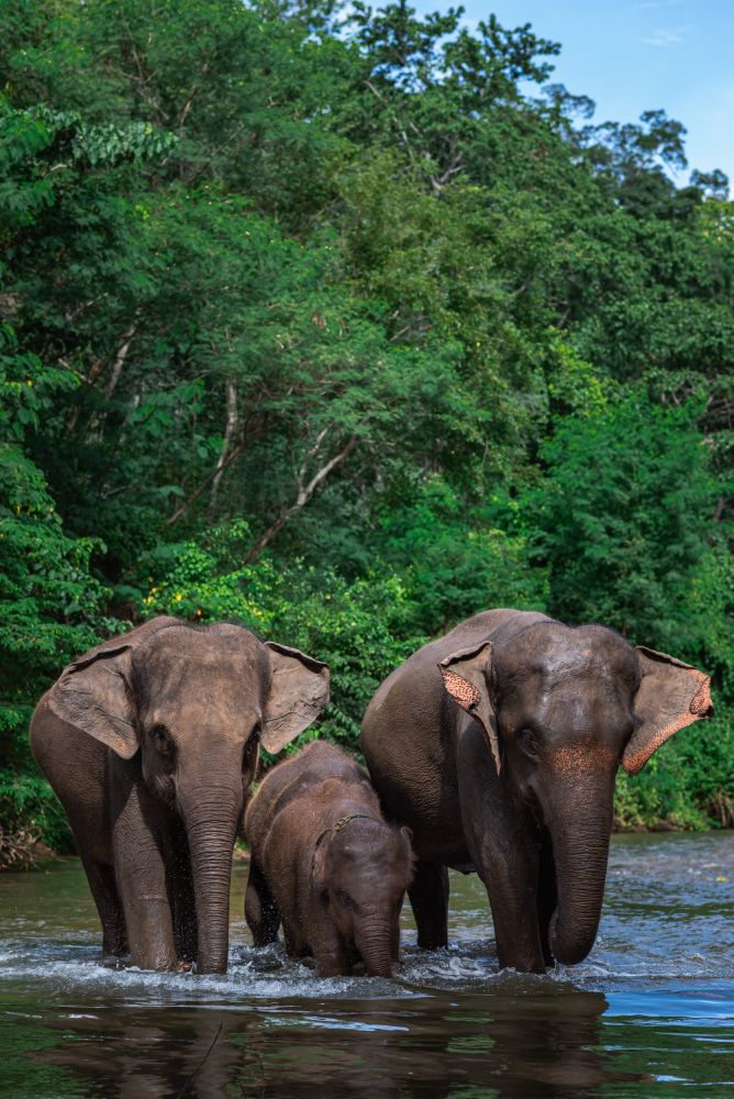 Elephants at the waterline